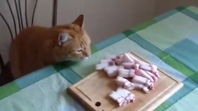 Рыжий Кот ворует сало смотреть онлайн