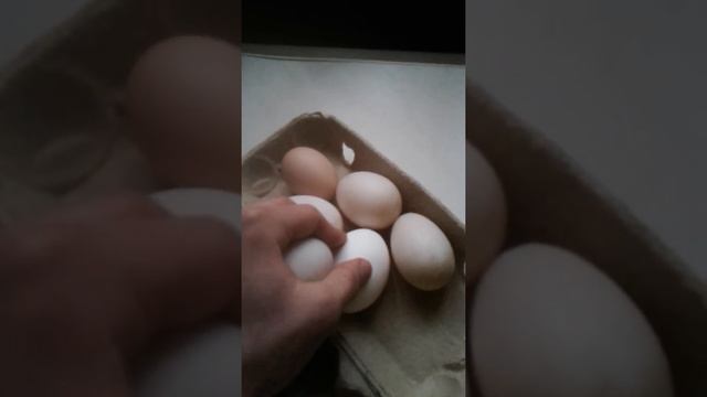 В каком возрасте начинают нестись башкирские утки смотреть онлайн