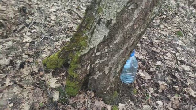 сок из клёна на хуторе Литвы смотреть онлайн