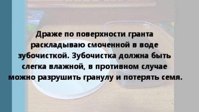 Клубневая бегония из семян. Посев. смотреть онлайн