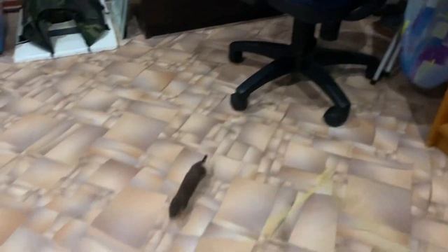 Ласка (Mustela nivalis) - грозный охотник смотреть онлайн