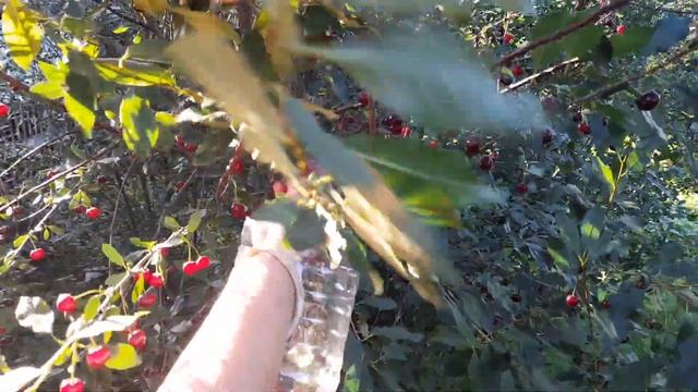 Устройство для сбора вишни и других плодов.