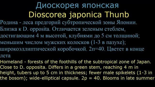#Диоскорея Декоративные #лианы9 #однолетники Декоративные #растения смотреть онлайн