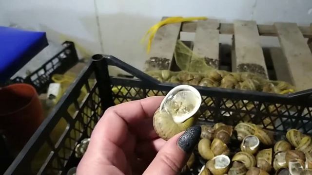 Как готовить улитку к продаже. смотреть онлайн