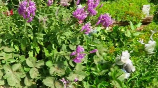 Экскурсия по саду в коттеджном стиле. Шикарные цветники на даче смотреть онлайн