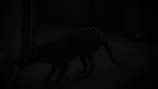 Уникальные кадры сумчатого волка (Тилацина) смотреть онлайн