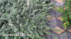 Бересклет и его проблемы