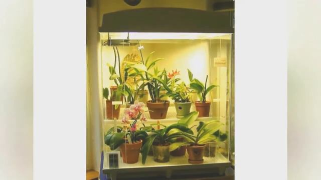 Освещение комнатных растений и цветов. смотреть онлайн