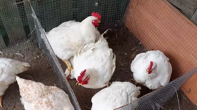 ‼️Подвожу итоги выращивания бройлеров‼️ Забой бройлеров в 4 месяца. Достойный вес бройлеров смотреть онлайн