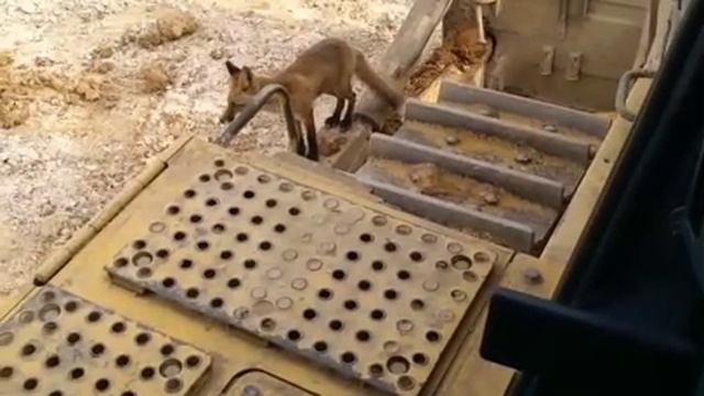 Наглая лиса смотреть онлайн