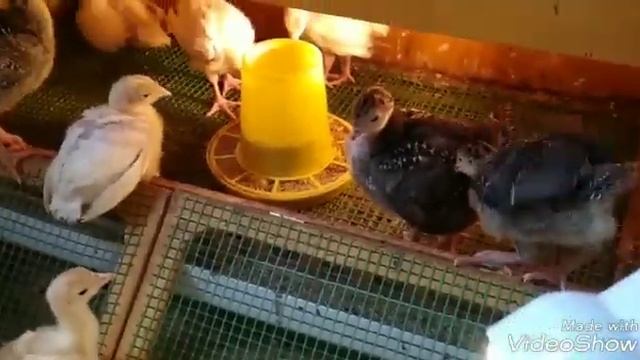 Содержание индюшат хайбрид конвертер и бронза 708 в брудере и напольно смотреть онлайн