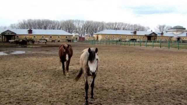 Прекрасные лошади... Хреновской конезавод. смотреть онлайн