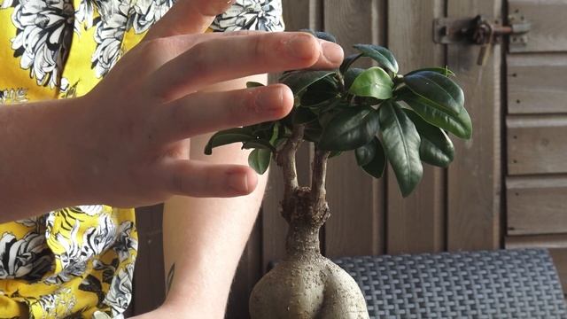 Ficus Bonsai Trees - Pruning And Shaping Ideas ?