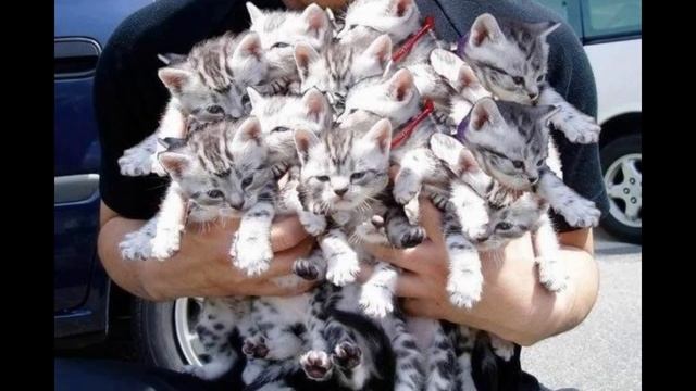 Букет котов. смотреть онлайн