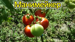 Обзор томата Манимейкер
