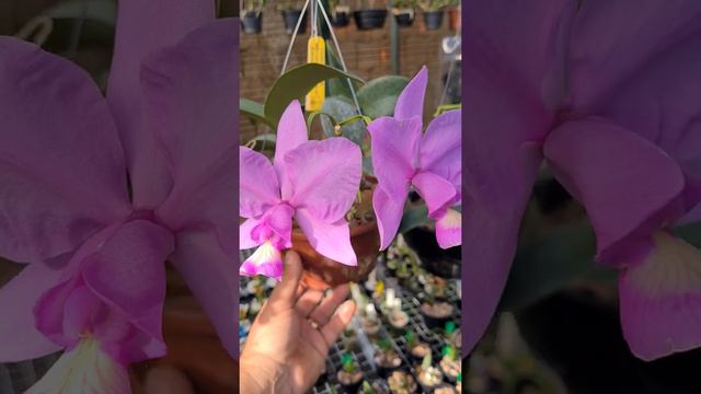Floração da Cattleya nobilior no meu orquidário. смотреть онлайн