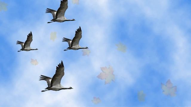 "Осень милая, шурши", музыка М. Еремеевой смотреть онлайн