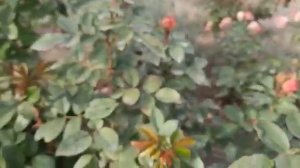 Роза Лавли рококо. 08.10.2020 г. Татарстан.