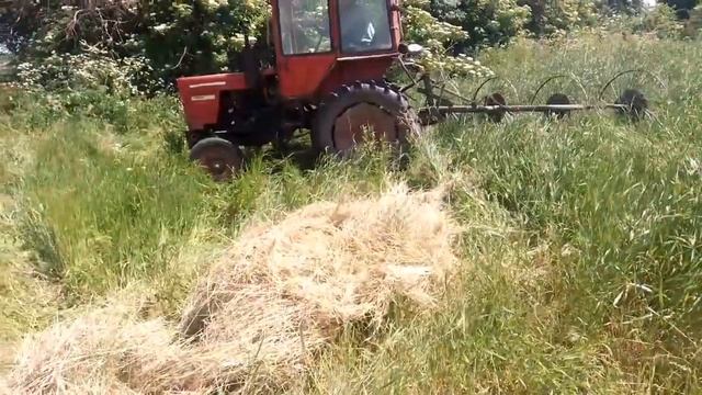 Сгребание сена в волки !!! Колесно пальцевые грабли ворошилки Солнышко на трактор Т 25 смотреть онлайн