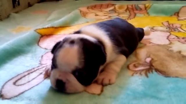 Щенки бостон терьера 6.07.2017