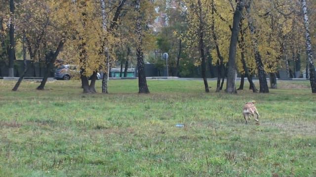 Фризби Фристайл Анастасия и Одри смотреть онлайн