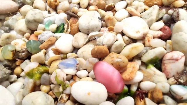 A new species of snails appeared on the island, and they also had pearls inside them. golden pearl смотреть онлайн