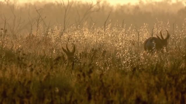 АВИАРЕЙД РГКП «ПО «ОХОТЗООПРОМ» 2019 смотреть онлайн