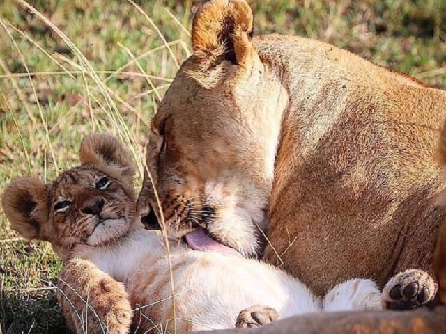 Кошачьи нежности. смотреть онлайн