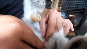 Как отличить самца от самки кролика. Как определить пол кролика.