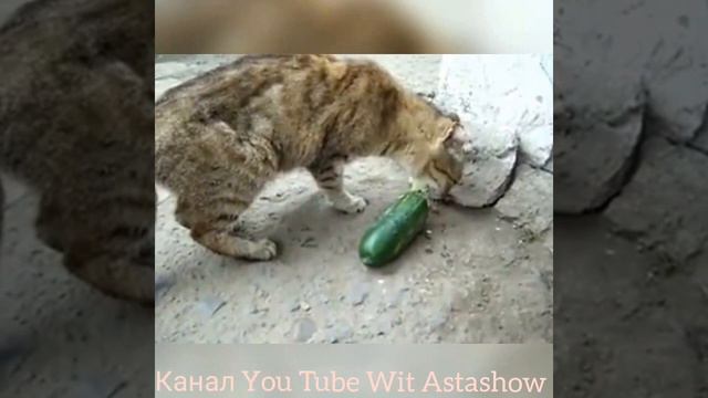 Коты вегетарианцы (Pets wegans) смотреть онлайн