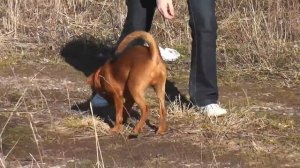 Немецкий пинчер,5 месяцев
