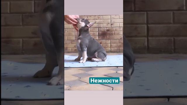 Щенок нежится с мамой! В Ташкенте французские бульдоги. Айви - квадро малышка🔥 смотреть онлайн