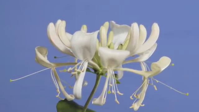 Lonicera periclymenum 'Belgica' flower time-lapse смотреть онлайн