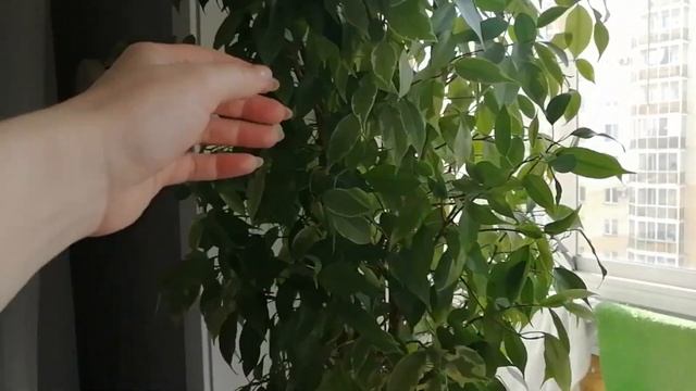 Рецепт лучшего теста на пирожки. Обзор покупок. Фикс прайс смотреть онлайн