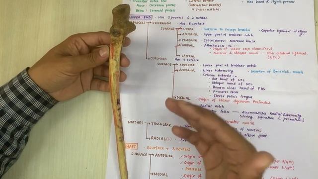 ulna bone anatomy 3d | anatomy of ulna bone attachments anatomy | bones of upper limb смотреть онлайн