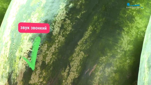 Девочка с хвостиком: как правильно выбрать самый спелый и сладкий арбуз смотреть онлайн