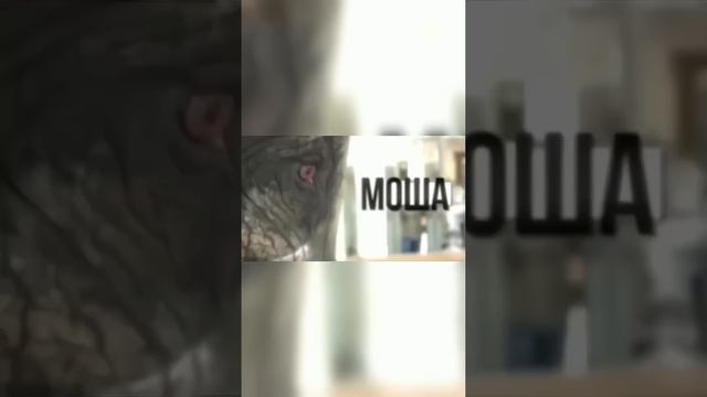 Животные Которые Обрели Новую Жизнь Благодаря Протезам!? #shorts #слон #животное смотреть онлайн