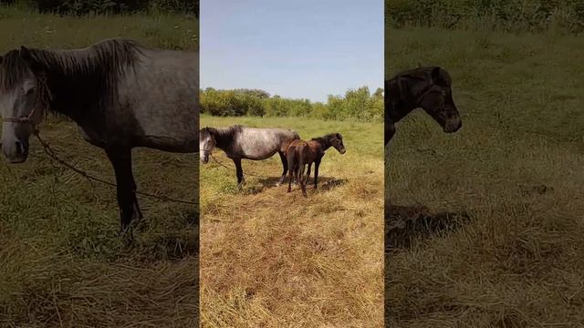 horses, MULS AND donkeys ? KATRIN смотреть онлайн