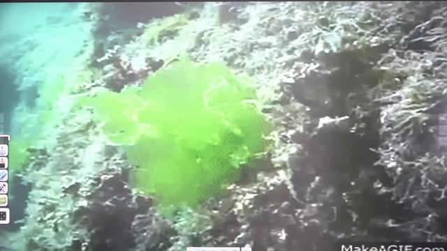 🔥Day 14 | Plant Kingdom | Biology | 21 Din 21 Marathon | ALP, RPF, TECH, NTPC | Radhika Mam смотреть онлайн