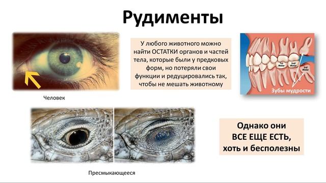 15.4 Эволюция часть IV (9 или 10-11 класс) - биология, подготовка к ЕГЭ и ОГЭ 2018 смотреть онлайн