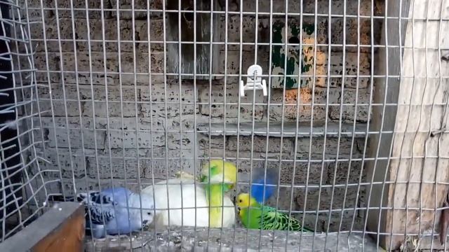лакомство для волнистых попугаев! что же это？ смотреть онлайн