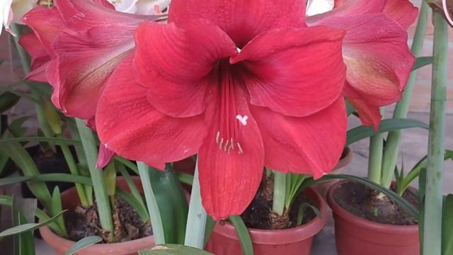 EN PROCESO DE FLORACIÓN HIPPEASTRUM Amaryllis MULTICOLORES. смотреть онлайн