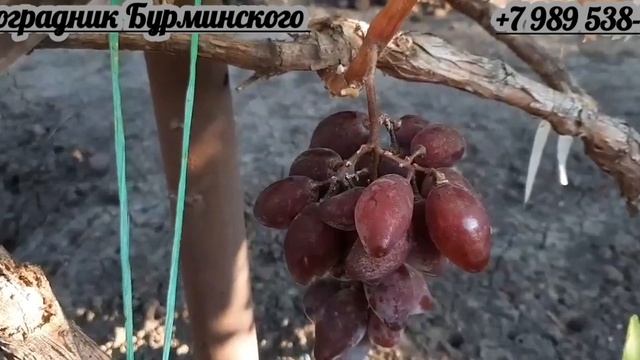 НОВИНКИ!!! ГФ. Винограда АНТОШКА и ЭЙФОРИЯ (Калугин В.М.). смотреть онлайн