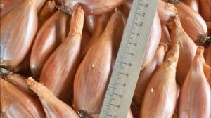 Лук шалот-гигант