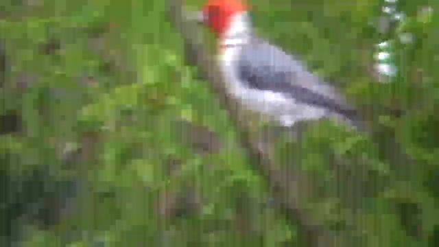 PAJARO CARDENAL LIBRE смотреть онлайн