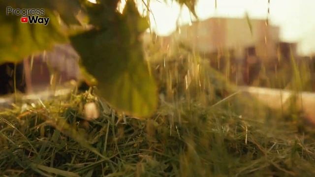 Это БЕСПЛАТНОЕ удобрение в 100 раз лучше навоза! Падалица яблок, груш и прочих фруктов в дело! смотреть онлайн