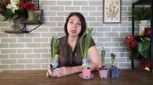 Подарили гиацинт? Что делать с гиацинтом после цветения ?