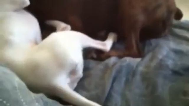 Skye & Rokko смотреть онлайн