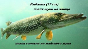 Рыбалка 2022. Щука. Голавль. Рыбалка в мае. Ловля щуки на живца. Голавль на майского жука.