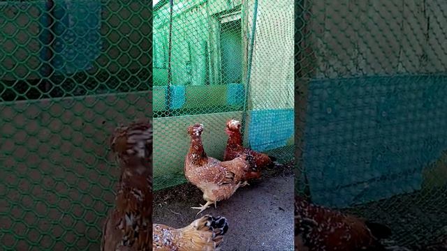 Русская хохлатая, нам четыри месяца. смотреть онлайн